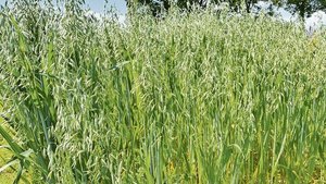 Damit der Hafer im S Damit der Hafer im Sommer so aussieht, muss die Aussaat möglichst früh (Februar, März) erfolgen. Dies fördert die Bestockung und der Hafer kann so die Winterfeuchte nutzen.