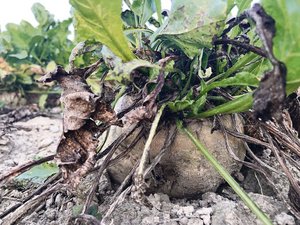 Diese Zuckerrübe auf einem Schweizer Feld ist nicht von Stolbur betroffen. Tatsächlich wurde die Krankheit bisher hierzulande nicht nachgewiesen.