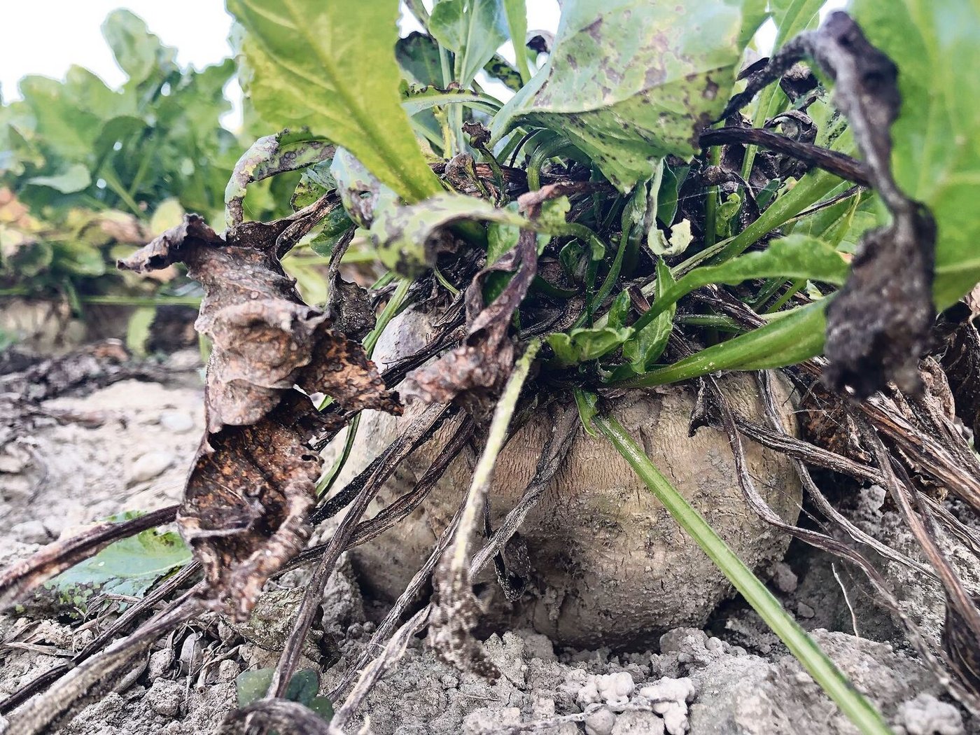 Diese Zuckerrübe auf einem Schweizer Feld ist nicht von Stolbur betroffen. Tatsächlich wurde die Krankheit bisher hierzulande nicht nachgewiesen.