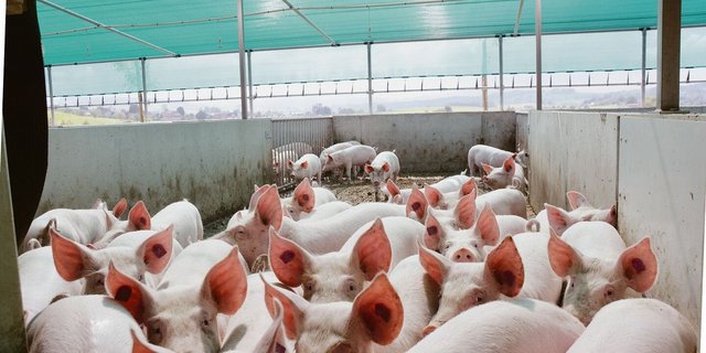 Guter Absatz zu guten Preisen, hiess es letztes Jahr auf dem Schweinemarkt. Der Höhenflug wurde diesen Sommer gebremst.