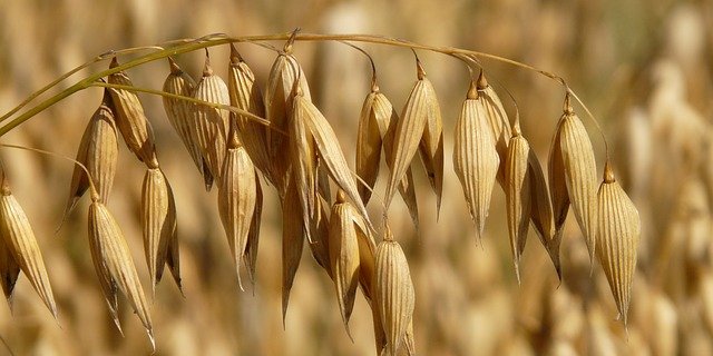 Pflanzen brauchen genügend Phosphat für gesundes Wachstum. Die Schweiz könnte sich damit selbst versorgen. (Bild Pixabay) 