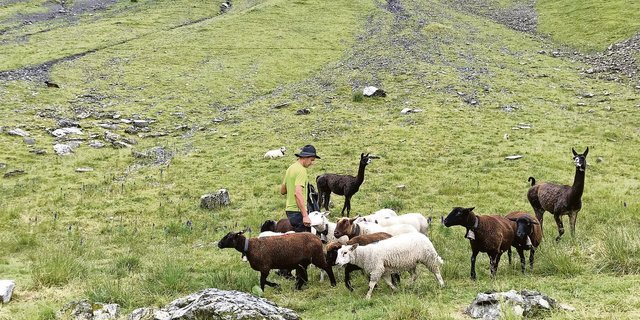 Schafhalter und Älpler Max Müller bei seinen Schafen auf der zweitobersten Koppel im Gebiet unterhalb des Wäspen. Er hat zwei Lamas zum Herdenschutz.(Bild Franziska Jurt)