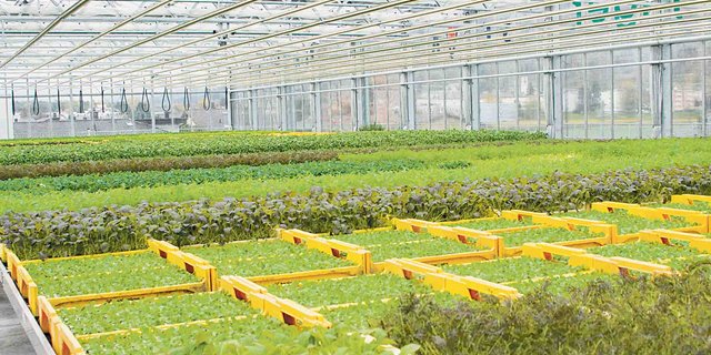 Blick in das Gewächshaus, wo in Hydrokultur Kräuter und Salate angebaut werden. Die Nährstoffe für die Pflanzen werden durch einen geschlossenen Kreislauf aus den Fischbecken zugeführt. (Bild hb)