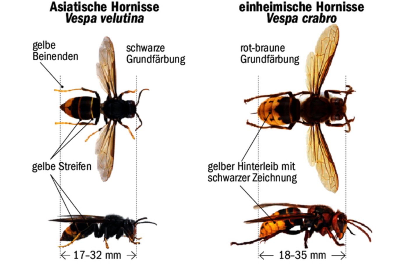 Es gibt Unterschiede, wie man die einheimische Hornisse (rechts) – ein Nützling – von der asiatischen (links) unterscheiden kann.  