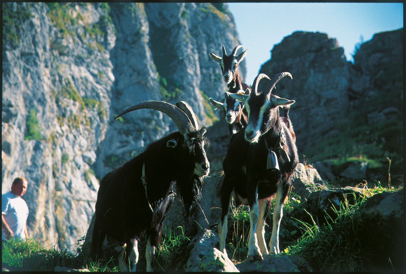 Die Bündner Strahlenziege ist eine ausgesprochenen Gebirgsrasse. Hervorgegangen ist sie aus verschiedenenen Lokalrassen.  (Bilder: SZZV)