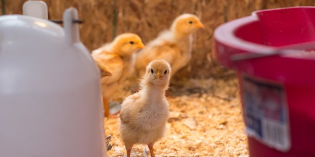 Kranke und/oder verletzte Tiere müssen ihrem Zustand entsprechend behandelt oder fachgerecht getötet werden. Dies ist ein Grundsatz der Tierschutzgesetzgebung. (Symbolbild Pixabay)