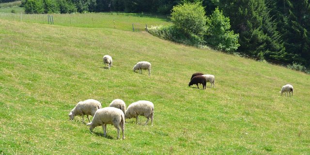 Schafe müssten auf der Alp häufiger kontrolliert werden, um die Zahl wegen Krankheiten oder Verletzungen während der Sömmerung verendeten Schafe zu senken, So die TIR. (Bild Pixabay) 