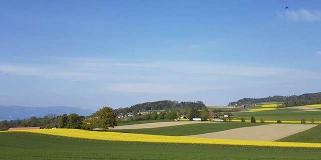 Blühende Rapsfelder dürften künftig öfter zu sehen sein. (Bild lid/ji) 