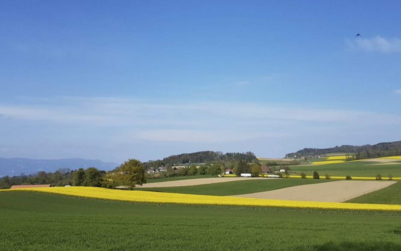 Blühende Rapsfelder dürften künftig öfter zu sehen sein. (Bild lid/ji) 