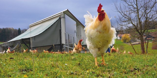 Der "Rolls-Royce": Das Hühnermobil 225 wird wöchentlich verstellt. So bleibt die Grasnarbe heil, die Nährstoffe verteilen sich gleichmässiger und den Darmparasiten fährt man elegant davon. (Bild: Ursina Galbusera)