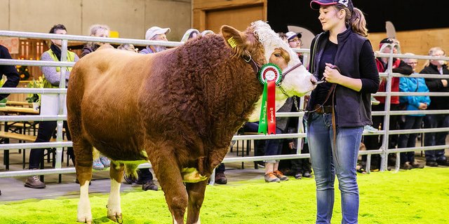 Die Swissopen war für die Simmentaler-Züchter ein Highlight. Im Bild ist Jessica Birrer mit dem Stier Eliot aus Duggingen BL. (Bild Daniel Flückiger)