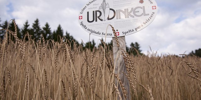 Dass der Dinkel seit dem Frühsommer 2020 knapp ist, liegt erstmals nicht an Missernten, sondern einer hohen Nachfrage. (Bild IG Dinkel)