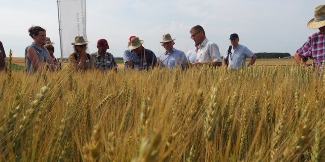 Am offiziellen Jubiläumsanlass von der Delley Samen und Pflanzen AG (DSP) wurden den eingeladenen Gästen die Aktivitäten der Saatgutfirma gezeigt. Karl-Heinz Camp (Dritter von rechts), der Leiter der Sektoren Mais und Getreide, erläuterte das Getreidezuchtprogramm der DSP. (Bild lko) 