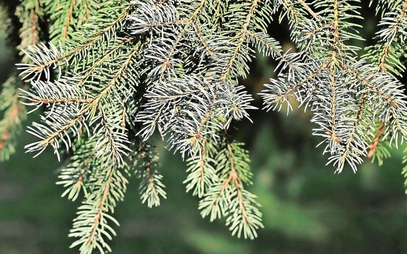 Zur Behandlung von Durchfall kann Kälbern ein Sud aus Weisstanne als Zwischentränke angeboten werden.   