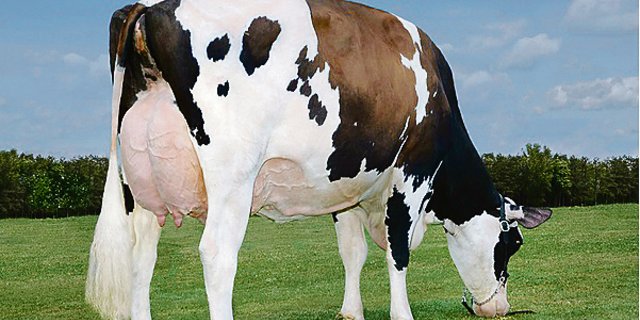 Die Mutter vom Stier Aikman, Khw-I Baxter Aika, hat Leistungen von über 16 000 kg mit 5,8 Prozent Fett.(Bild pab)