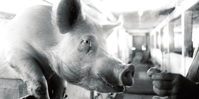 Der Nachbar von Hans mit einem Schwein, das man nicht anrempeln möchte.