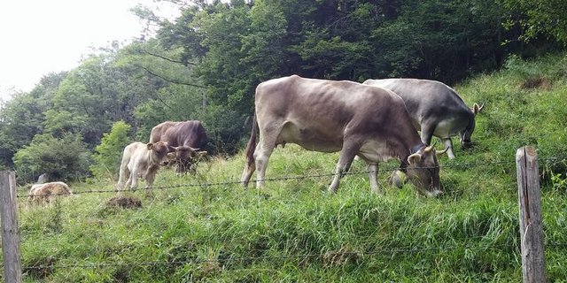 Fluten und Starkregen haben in einigen Regionen Deutschland Ernte und Futterflächen beschädigt. Symbolbild lid / ji)