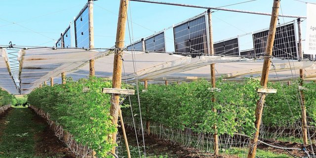 Das von Heinz Schmid selbst entwickelte System mit vertikalen Modulen über dem Himbeergerüst. 