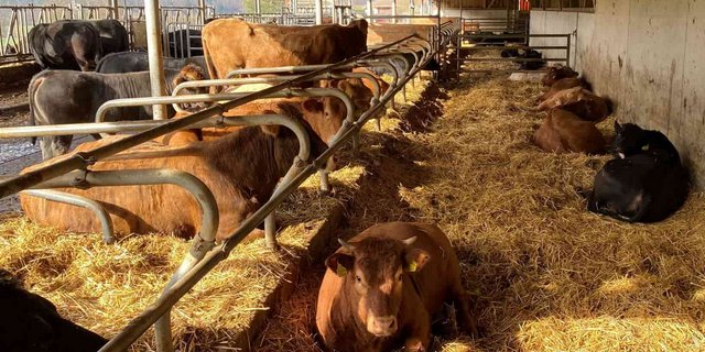 Der Schulbetrieb Liebegg mit der Herdebuchnummer 2 ist früh ins Natura-Beef-Geschäft eingestiegen. (Bild Reto Spörri, LZ Liebegg)