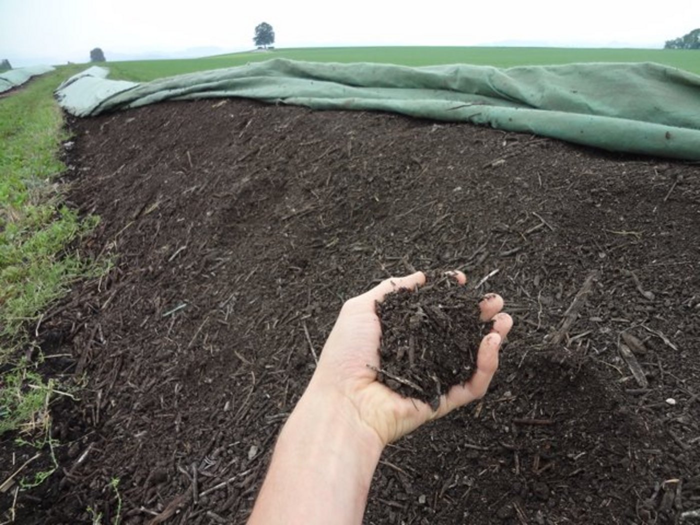Ein Kompostlager: Laut Forschern kommt der Kompostlaufstall dem ausgeprägten Sozialverhalten der Rinder entgegen. (Bild Beat Schmid)