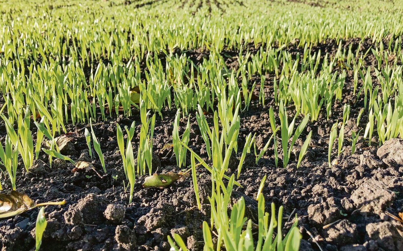 Über den Saatzeitpunkt kann man es einrichten, dass die Bedingungen während der Bestockung des Getreides eher eine Unkrautkur zulassen.