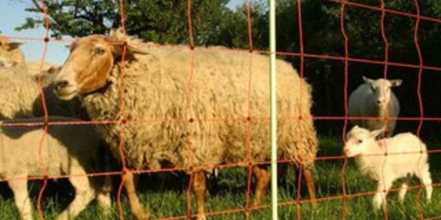 Womöglich stand ein dreister Diebstahl am Anfang des Dramas. (Bild Tierzucht24.de)