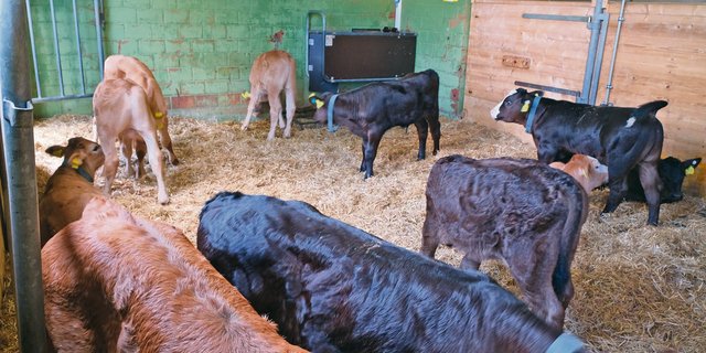 So präsentiert sich der Tränkerstall bei Familie Bucheli-Hänsli in Malters.  (Bild UFA)