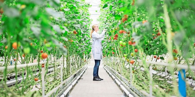 Nur wenn die Kosten dafür gedeckt werden können, investieren Unternehmen in neue Züchtungsmethoden: Dafür soll der Patentschutz sorgen.