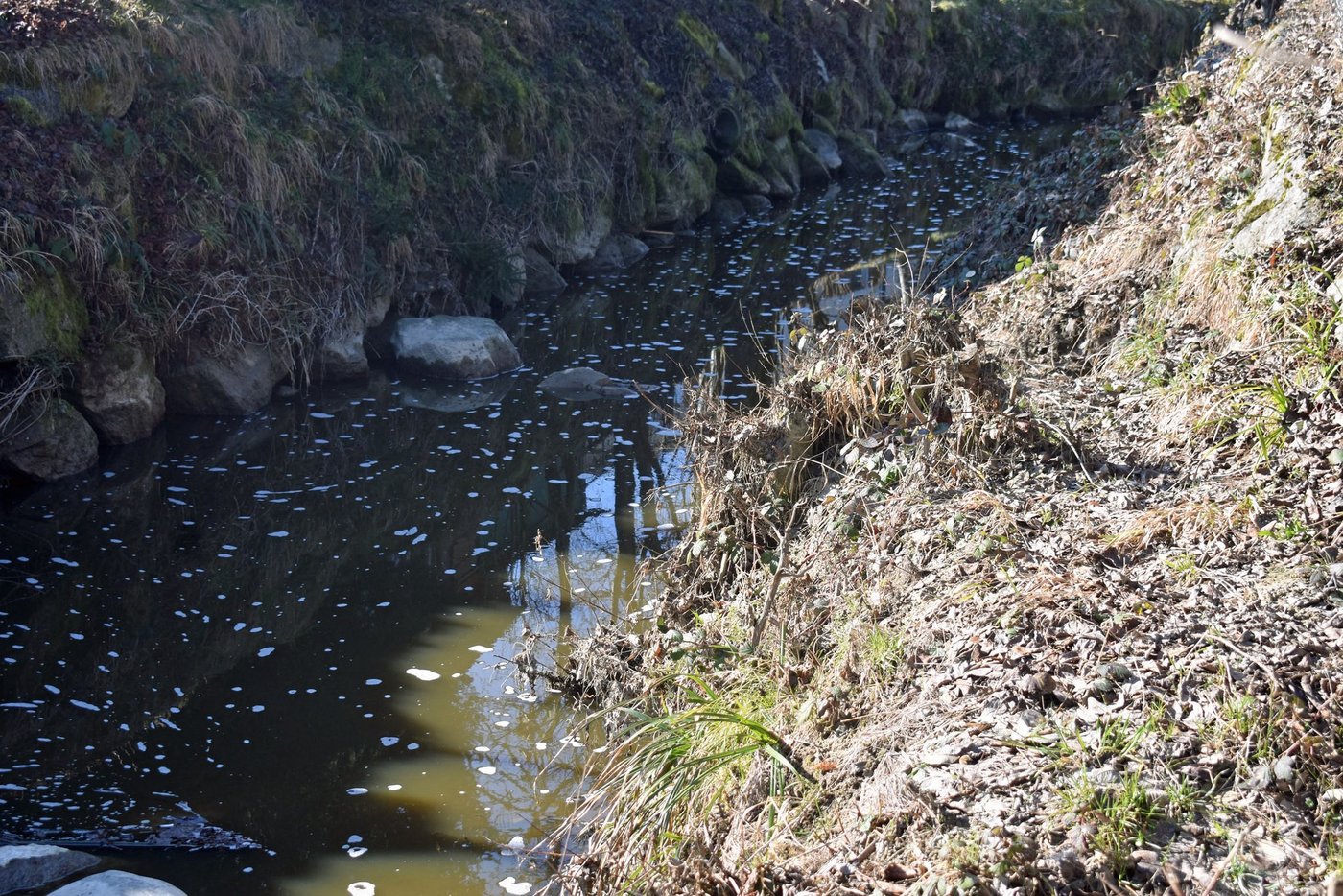 Die Jauche eines Landwirtschaftsbetriebs gelang in den Waldibach in Rothenburg, wodurch ein Grossteil des Fischbestandes vernichtet wurde. (Bild Kapo Luzern)