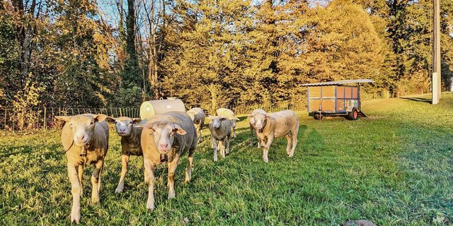 Der Herbst ist da und damit andere Gehalte im Futter. Eine Ergänzungsfütterung mit Heu ist zu empfehlen.