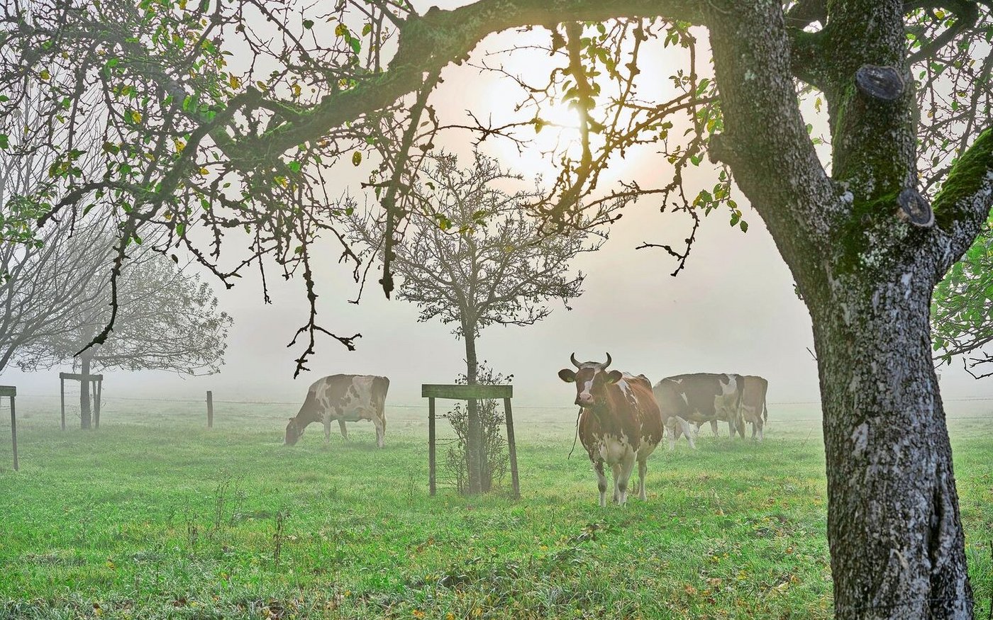 Die Schweiz hat immer weniger Kühe. Zwar geben sie mehr Milch, aber Seuchen – wie Blauzunge – stellen die Tierzucht vor grosse Herausforderungen. 