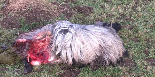 Ein Schafhalter fand zwei seiner Schafe tot vor. (Bild zVg)