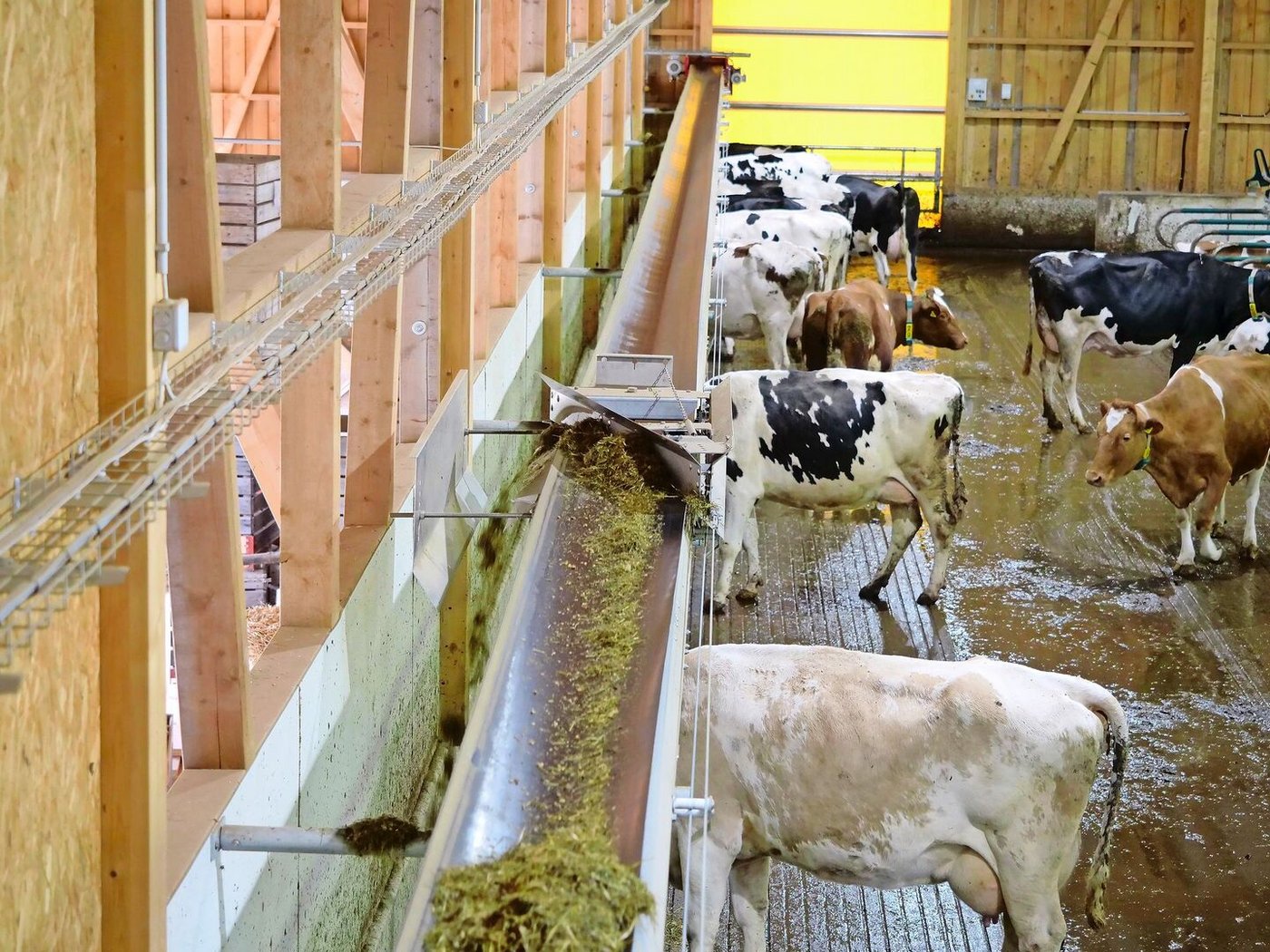 Der fahrende Schieber auf dem Futterband ist dafür zuständig, dass das Futter gleichmässig über die ganze Futterachse verteilt wird.