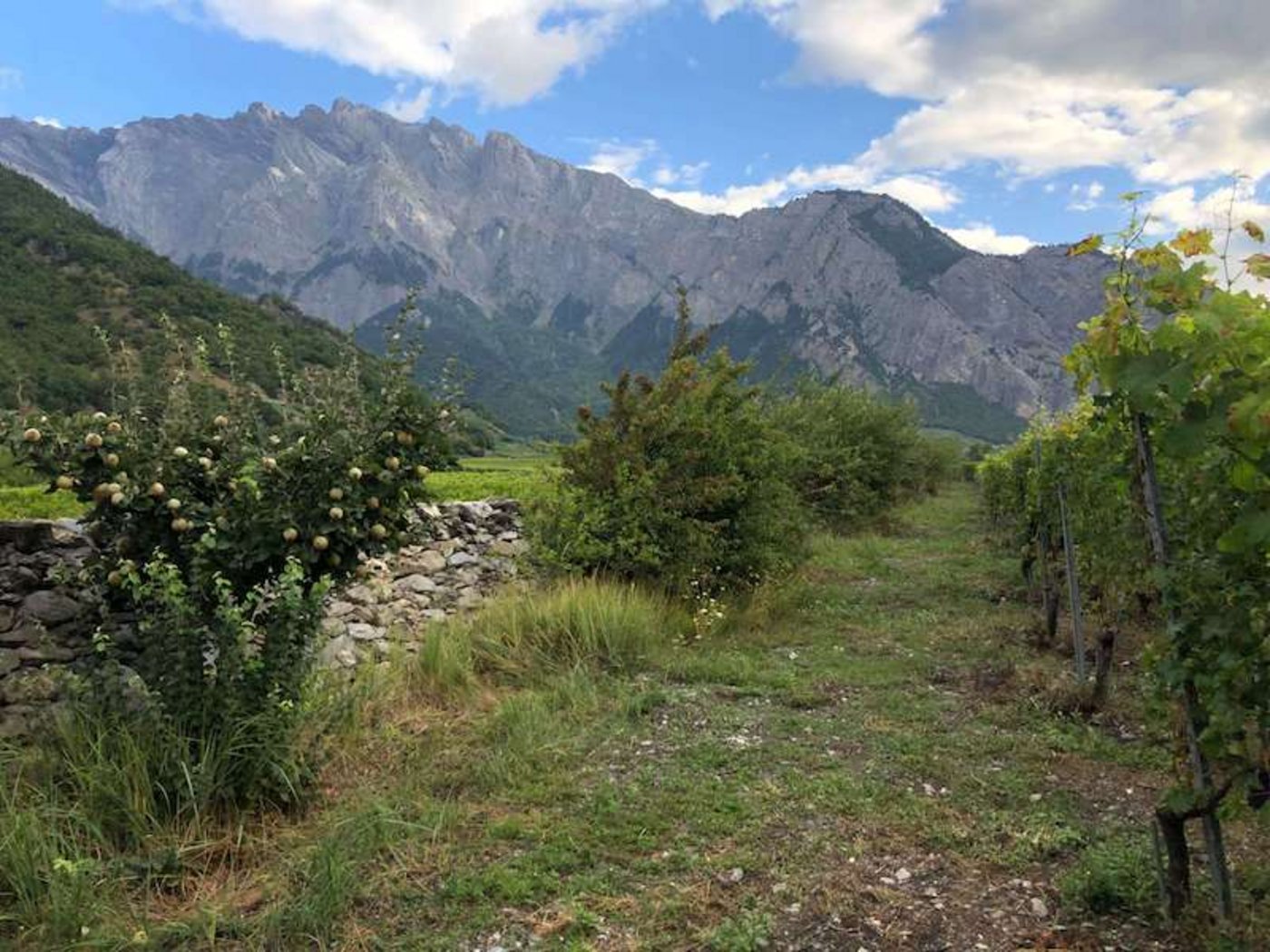 Eine partielle Bodenbegrünung in den Rebbergen kommt der Heidelerche, aber auch dem Wiedehopf, Wendehals oder Gartenrotschwanz zugute. Gehölze in Rebbergen bieten Brutmöglichkeiten für die Zaunammer sowie für weitere Vogelarten. (Bild Vogelwarte)