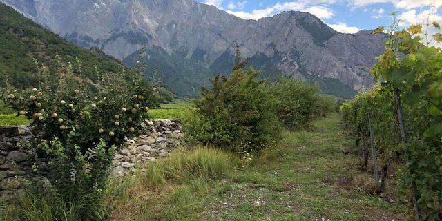 Eine partielle Bodenbegrünung in den Rebbergen kommt der Heidelerche, aber auch dem Wiedehopf, Wendehals oder Gartenrotschwanz zugute. Gehölze in Rebbergen bieten Brutmöglichkeiten für die Zaunammer sowie für weitere Vogelarten. (Bild Vogelwarte)