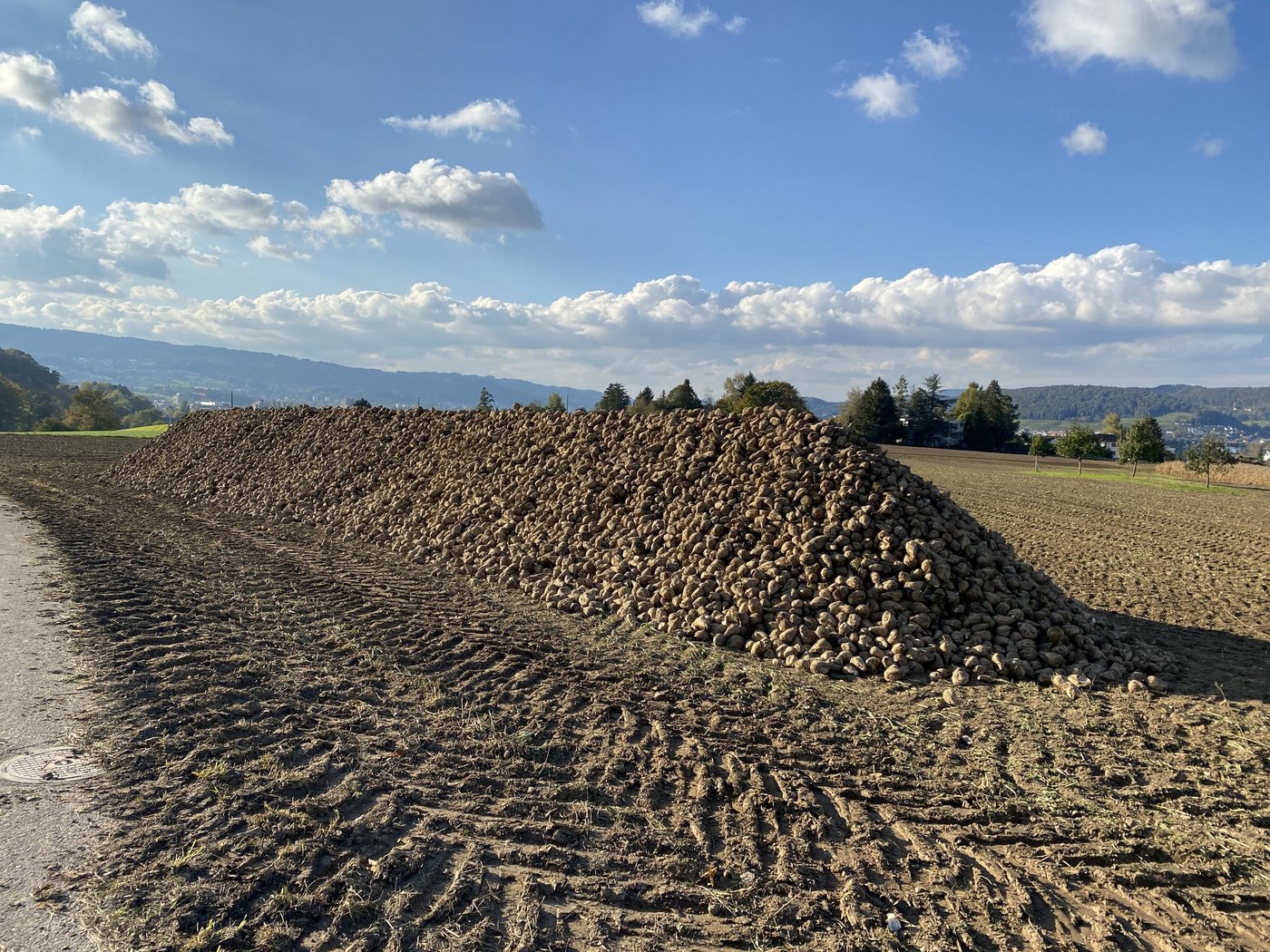 Durch die Viröse Vergilbung fallen vor allem in der Westschweiz die Erträge und Zuckergehalte niedriger aus. (Bild Katrin Erfurt)