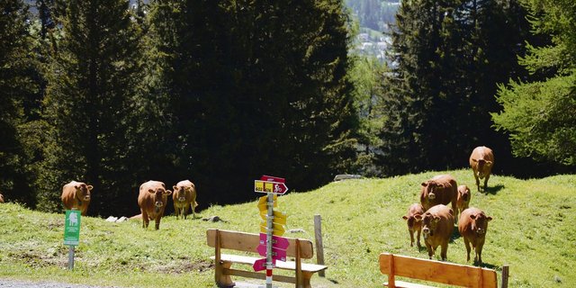 Begegnungen mit Mutterkühen gehören in Tourismusgebieten zum Alltag. Abklärungen und das Festlegen von Massnahmen sind unumgänglich.(Bild Hans Feldmann, BUL)