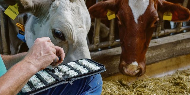 Homöopathische Mittel sollen den Verbrauch von Antibiotika im Stall senken. 