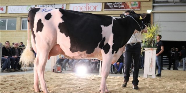 An der Auktion im April schaffte der Hellender Lingo Gueria mit 5400 Franken den Höchstpreis.  (Bild zVg)