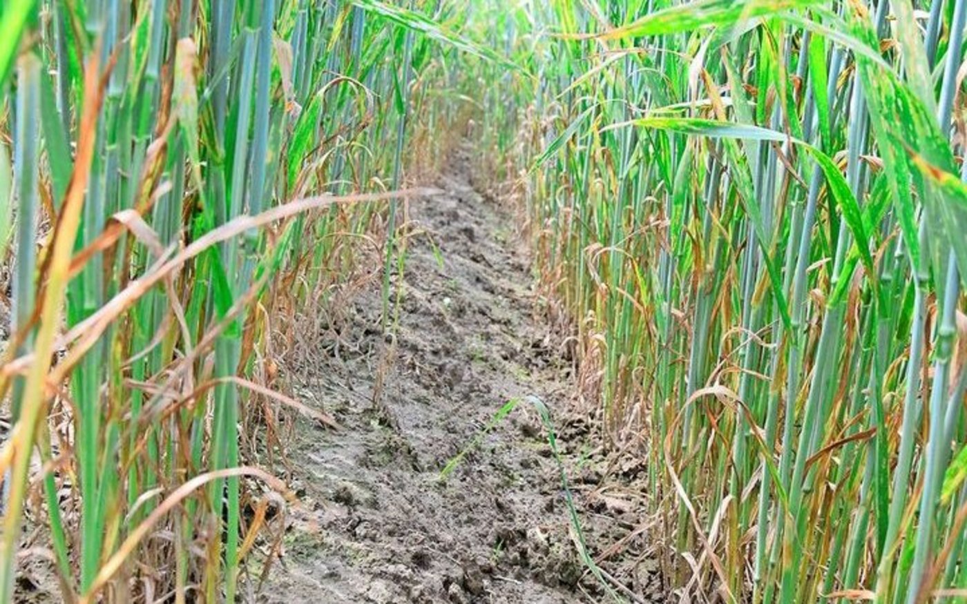 In GWR mit Herbizid sind die weiten Reihen unkrautfrei. 