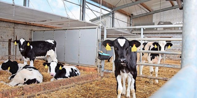 Diese Kälber haben sie nicht. Auf dem Markt gibt es aber bereits Ohrsensoren, um ein Gesundheitsmonitoring bei Kälbern zu gewährleisten.