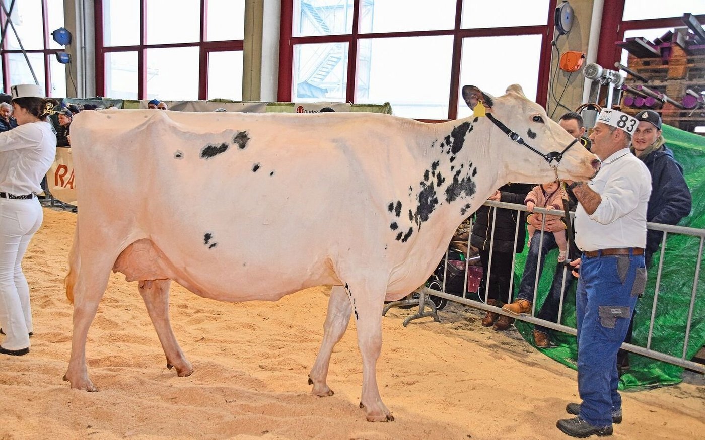 Klassensiegerin Schlossgut Casper Mirella von der BG Aebischer, Bösingen. Mirella ist die Mutter des KB-Stiers Showlight.