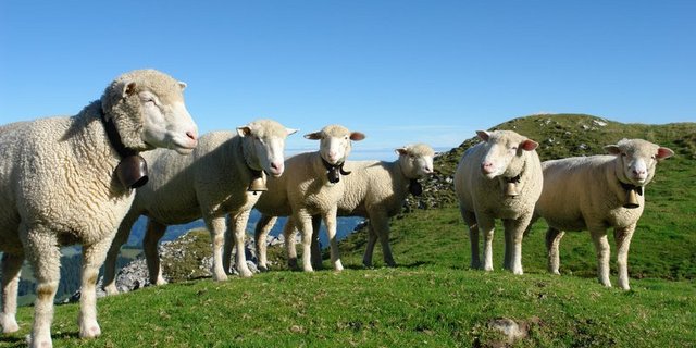 Der Alptracker (ältere Version im Bild) zeichnet das Bewegungsverhalten z. B. von Schafen auf. Sollten sich die Tiere in einer Paniksituation befinden, wird die LandwirtIn informiert und kann schnell reagieren. (Bild Aline Küenzi)