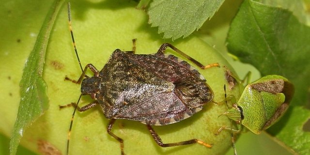 Die Marmorierte Baumwanze (braun im Vordergrund) stammt aus Asien und verursachte in der Schweiz in den letzten Jahren erste Schäden. (Bild Alpsdake/CC BY SA 4.0) 