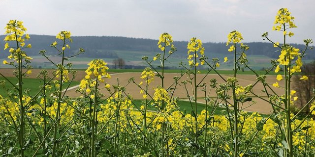 Agroscope forscht zwar nicht an neuen, inländischen Rapssorten – in Zukunft sollen aber auch für den biologischen Rapsanbau noch bessere Empfehlungen gemacht werden können.