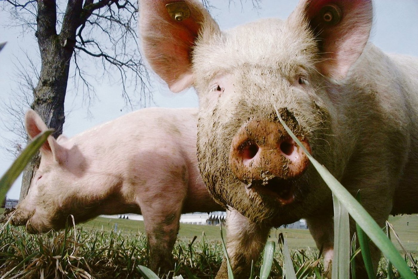 Kommt die Afrikanische Schweinepest in die Schweiz, müssten auch die Freilandschweine in den Stall. (Bild BauZ)