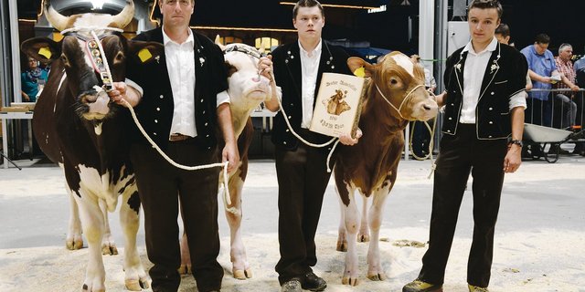 Rolf Dummermuths Gruppe brillierte. Der SF-Züchter, der selber als Experte im Einsatz stand, liess sich seine Stiere vorführen und gewann in Thun den Titel «Bester Aussteller».  (Bilder Simone Barth)