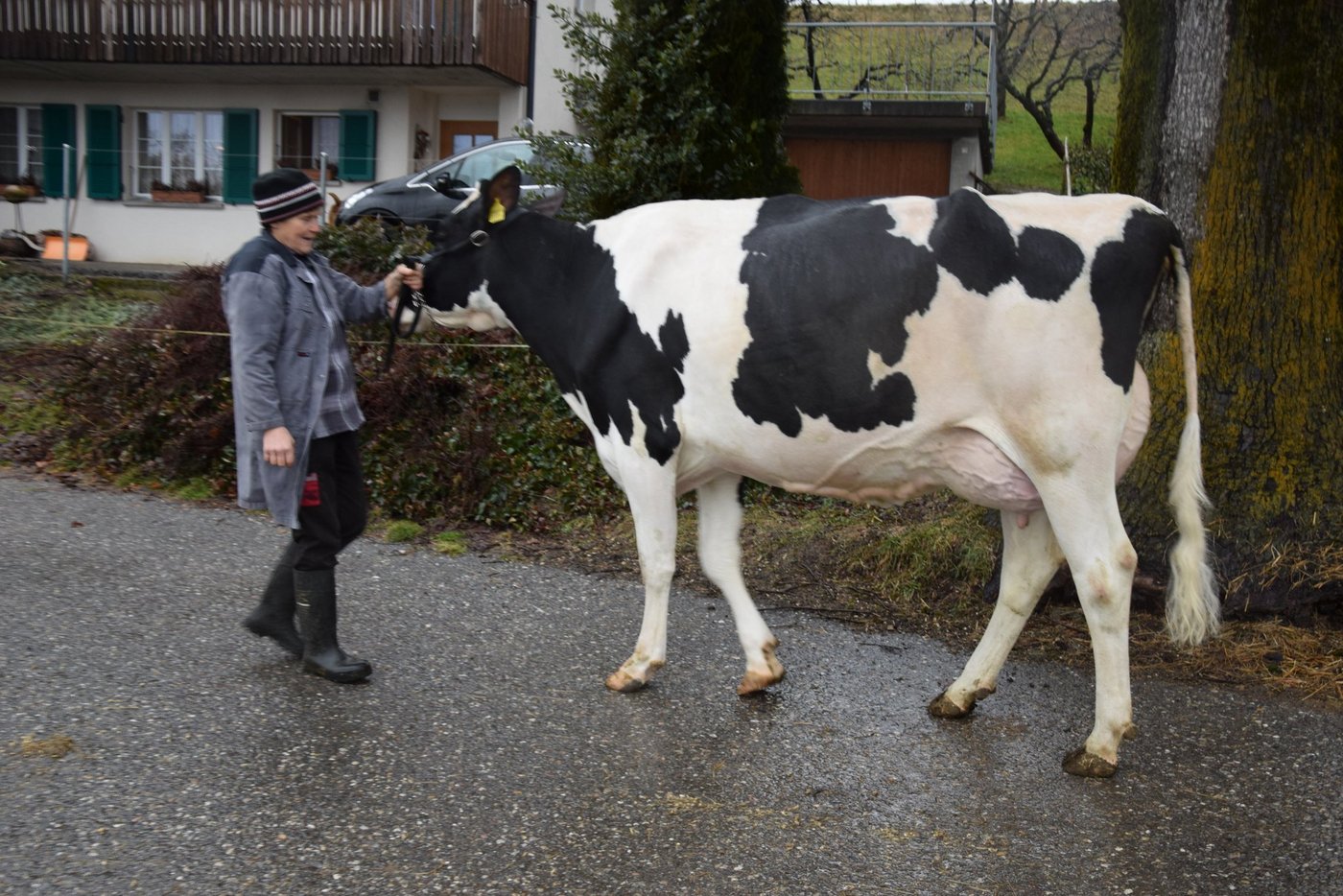 Auch die Atwood-Tochter Ballerina von Rosmarie Gerber, Biembach BE, ist an der Starparade mit dabei.  (Bilder pf/rg)
