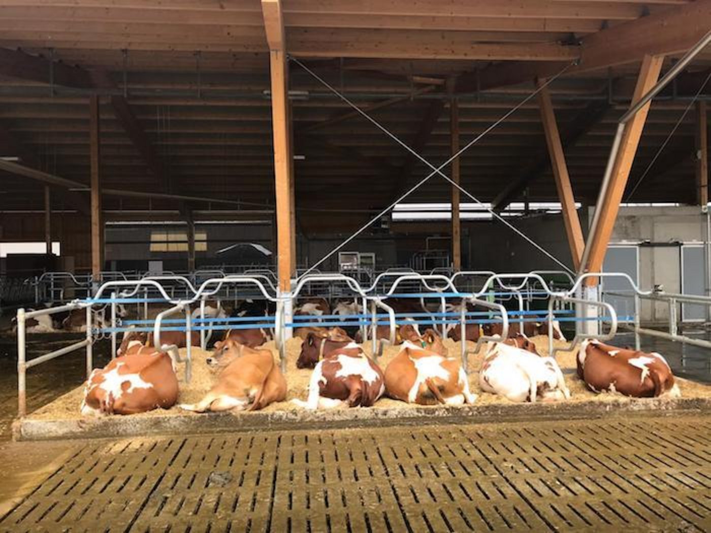 Im neuen Läger liegt es sich gut. (Bild sb)