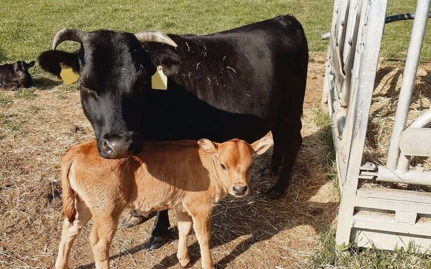 «Meine Chueli kommen mit kargen Verhältnissen zurecht», sagt der junge Landwirt über seine Tiere. 